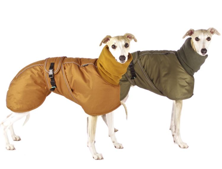 manteau chien whippet
