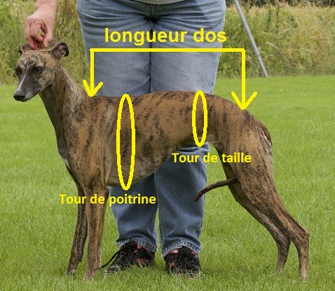 taille manteau whippet
