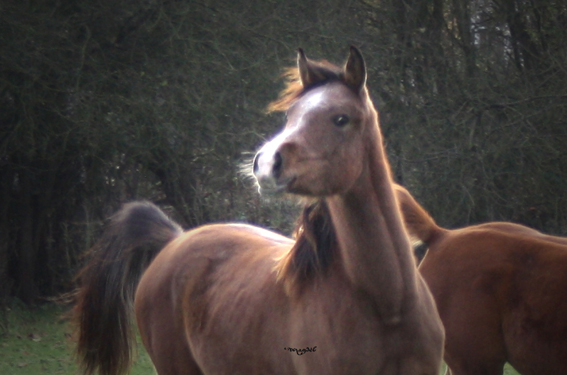D.M. Kadimah pouliche arabe à vendre