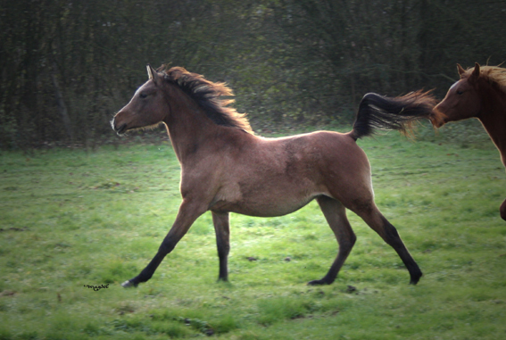 D.M. Kadimah à vendre
