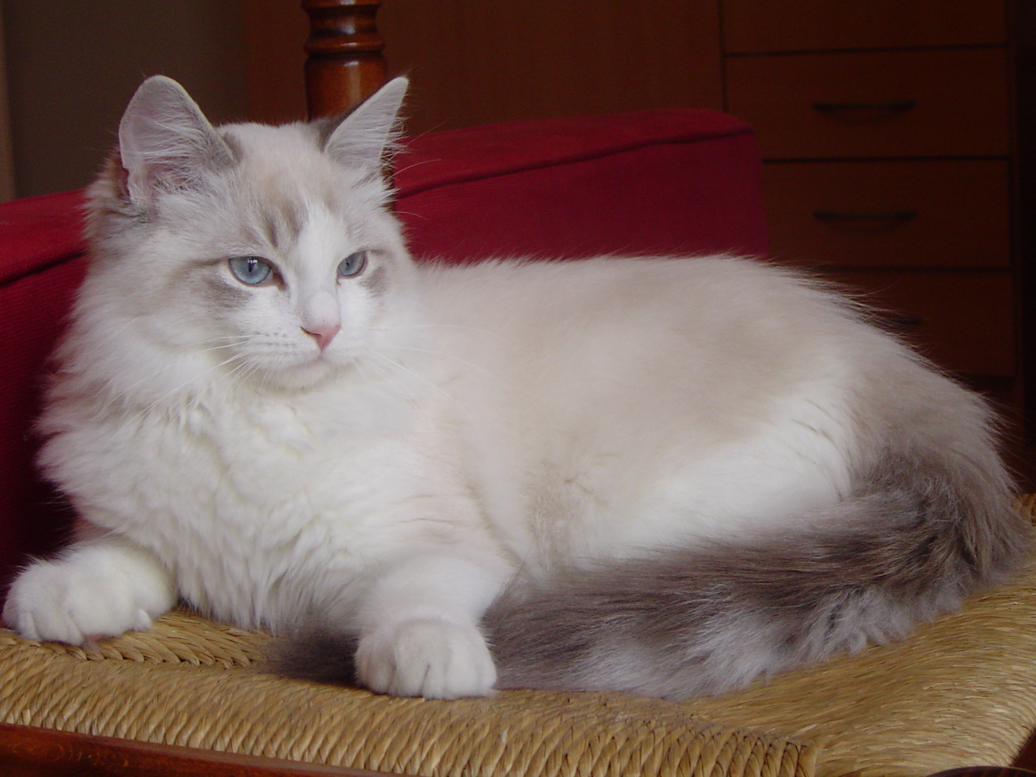 These Are 15 Pictures About Cat Breeds Ragdoll Pets Lovers