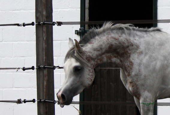 Pegasus JC (WH Justice & Claudiaa by Psytadel)