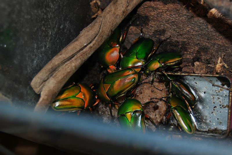 beetle jelly Ma passion illustrée et commentée