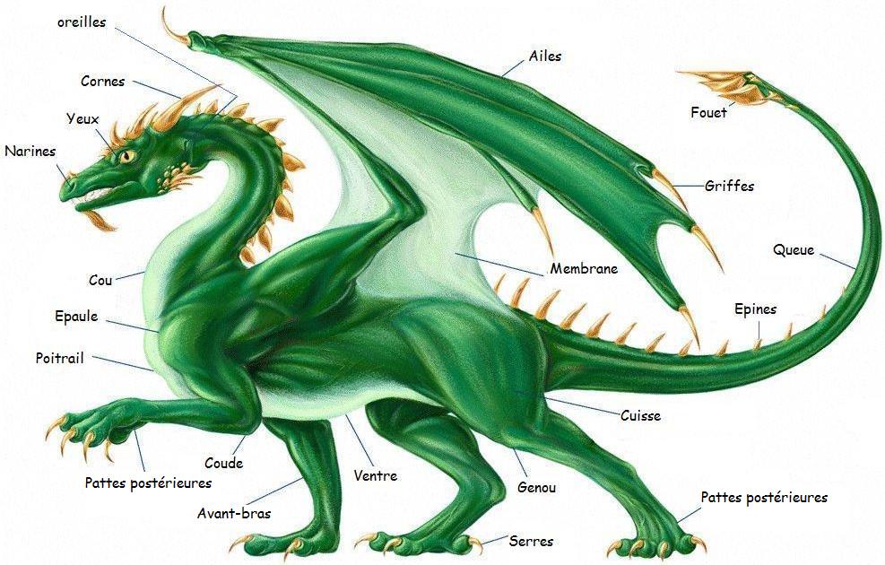 Un Dragon, à Quoi ça Ressemble ? : Les Dragons, Tout Savoir...