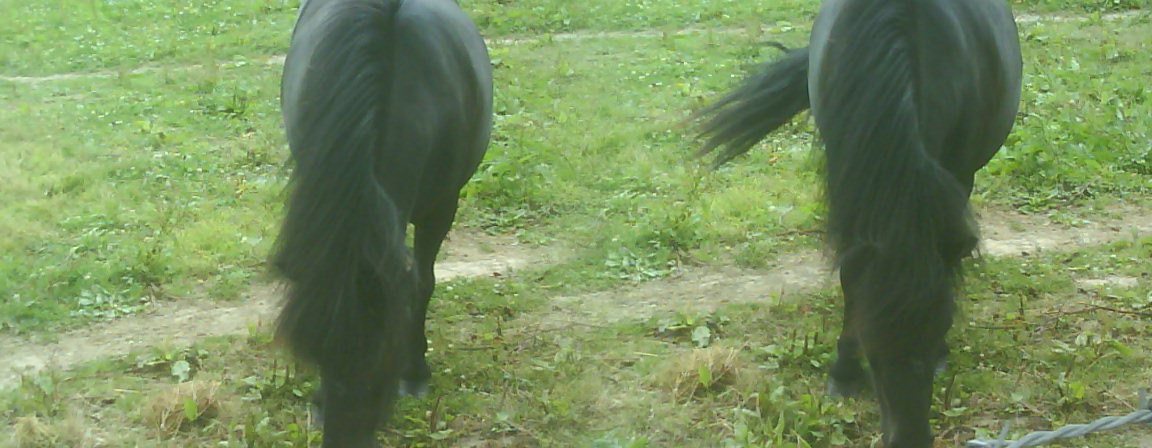 photo poneys en train de brouter