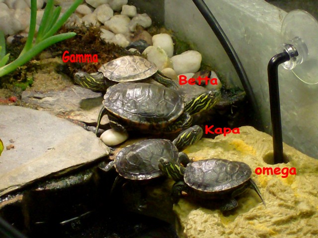 quatre de mes cinq tortues d'eau