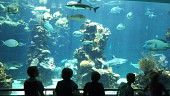 Visite de l'Aquarium