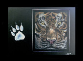 Tigre