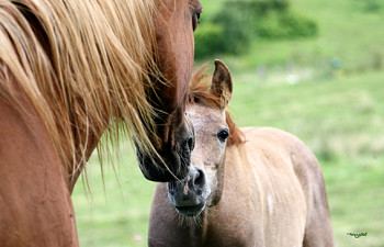 chevaux arabes à vendre