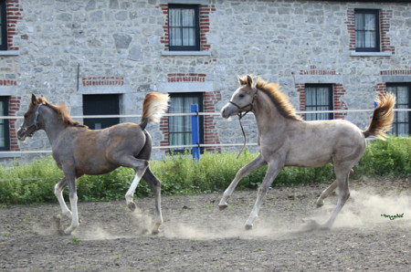 poulains arabe à vendre