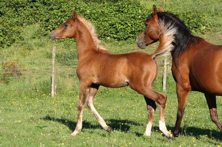 D.M. Kaheel poulain arabe à vendre