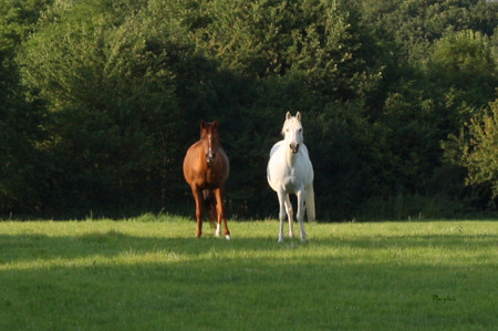 Ekstreema & Khalua